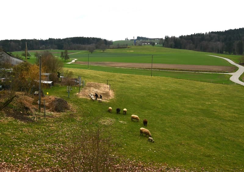 A wide, green field with a flock of sheep grazing, surrounded by trees and distant hills. A dirt path winds through the field, and a small structure is visible on the left side.