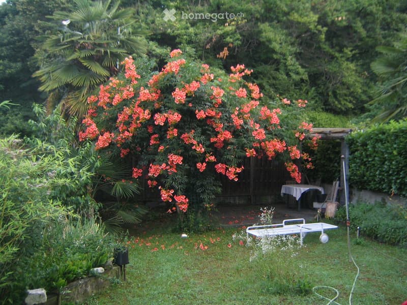 Garden with lush greenery, vibrant red flowering tree, white lounge chair, small table with cloth, and a wooden pergola structure.