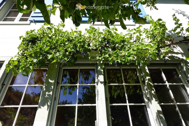 A white building facade with large windows, partially covered by lush green grapevines and leaves, creating a natural canopy over the windows.