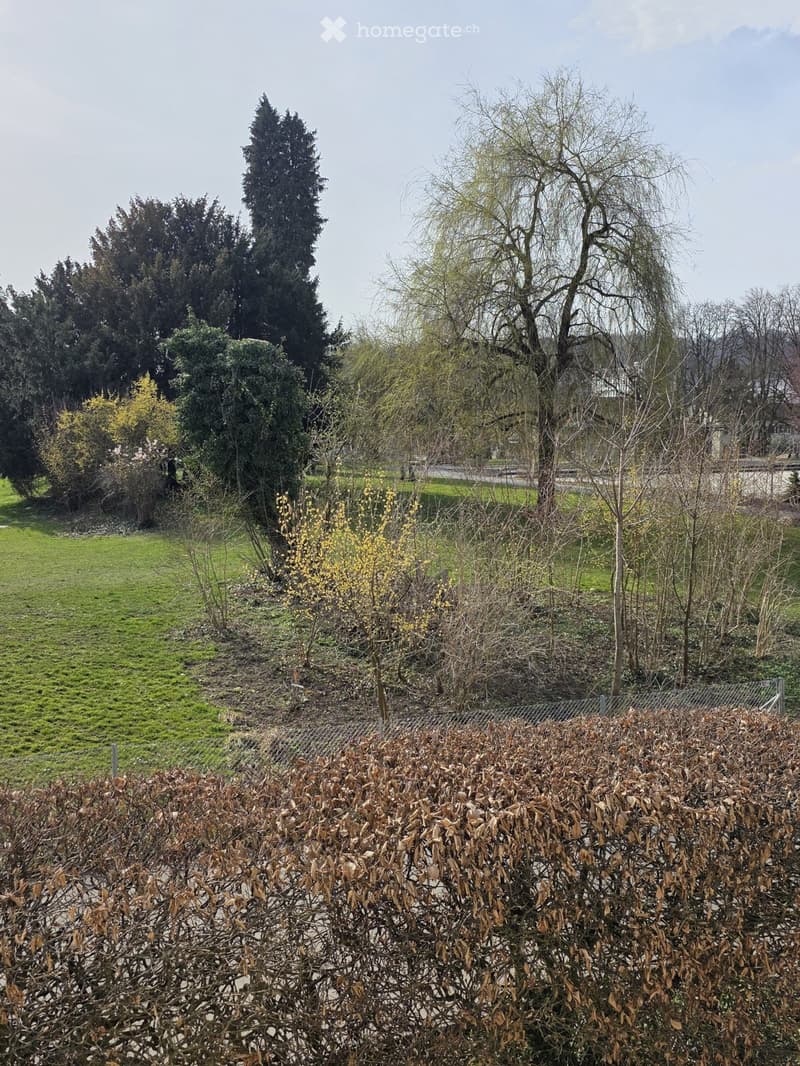 A garden area with a mix of evergreen and deciduous trees, shrubs, and a grassy lawn. The trees include tall conifers and smaller flowering bushes, with a fence partially visible in the foreground.