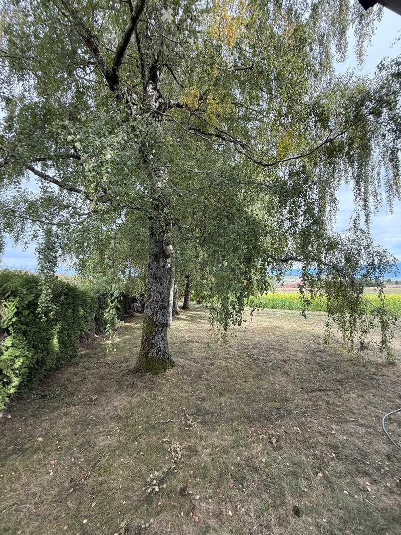 A grassy outdoor area with a large tree in the center, surrounded by bushes and a distant field.
