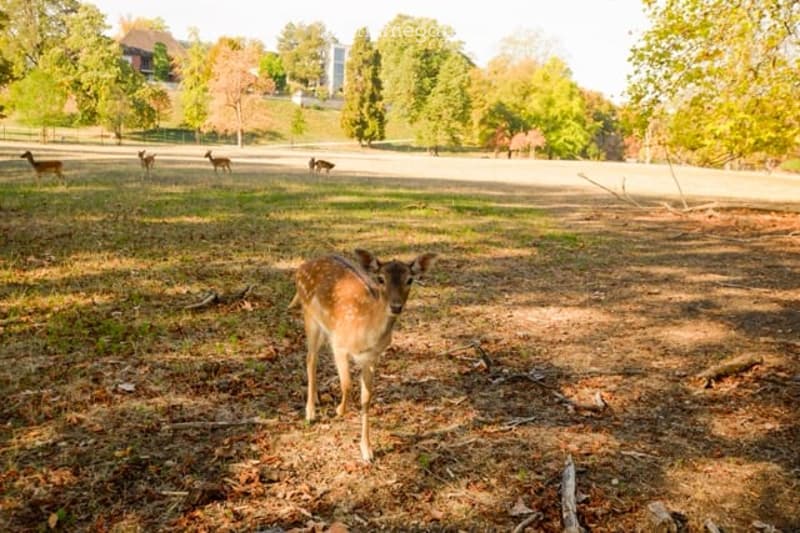 A deer stands in a grassy field with trees and other deer in the background.