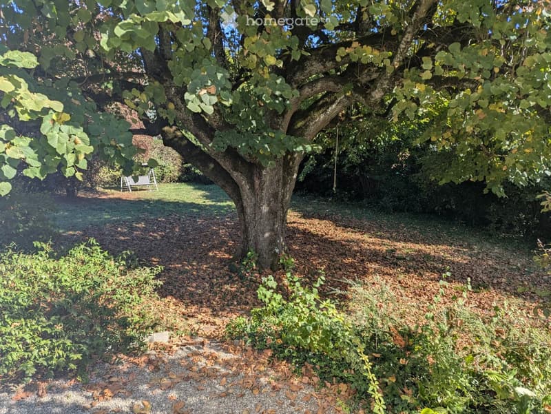 A serene garden area with a large tree, a swing, and a gravel path surrounded by greenery and shrubs.