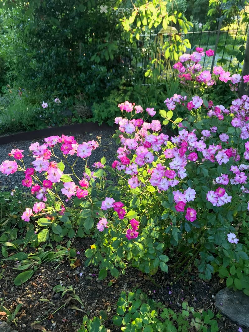A garden area with pink and white flowers, green foliage, and a gravel ground.