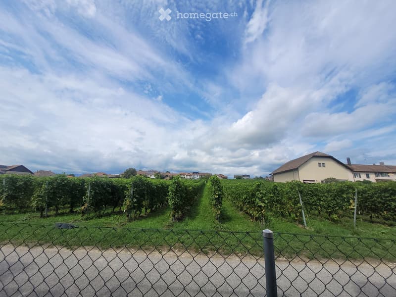 A vineyard with rows of grapevines, surrounded by a chain-link fence, with houses visible in the background under a partly cloudy sky.