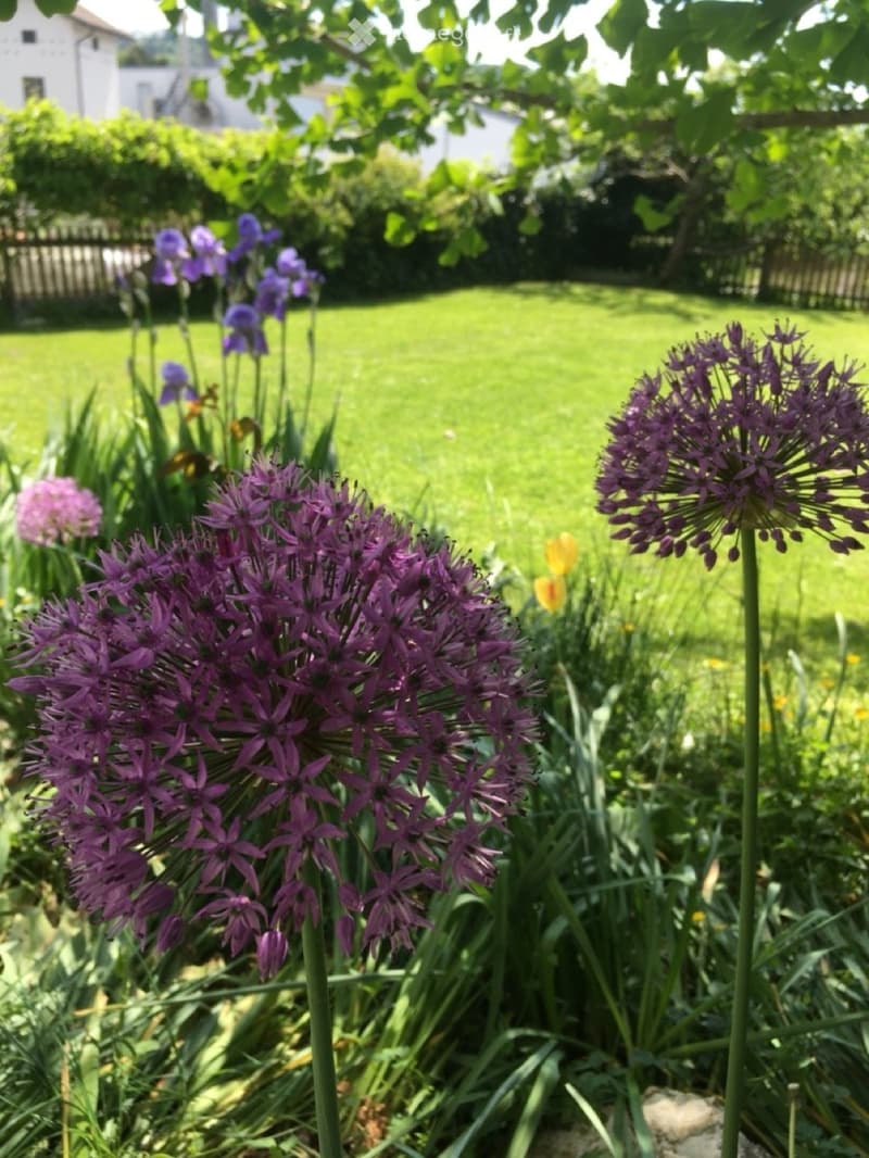 Garden with a well-maintained lawn, purple alliums, and other flowering plants, with a wooden fence and a house in the background.