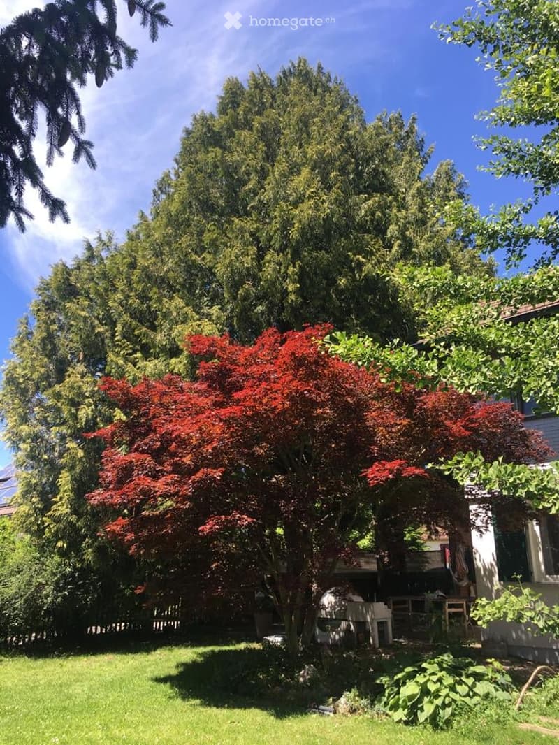 A well-maintained garden with a prominent red maple tree, lush green grass, and surrounding trees, with a small seating area near the house.