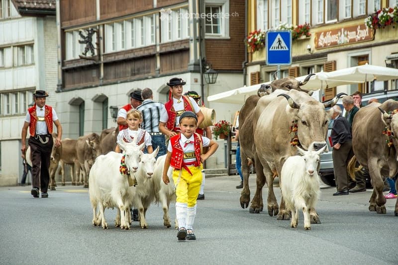 A street scene with people dressed in traditional attire guiding a herd of cows and goats, with decorated animals and festive decorations in the background.