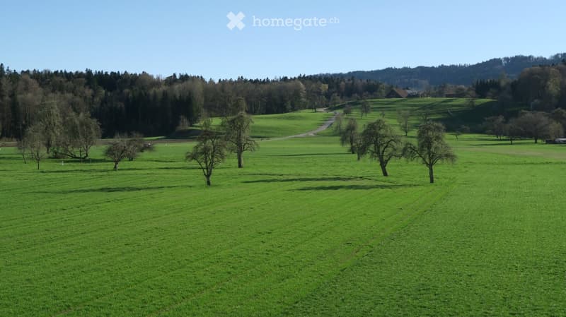 A wide, open green field with scattered trees and a winding road in the background, surrounded by forested hills under a clear blue sky.
