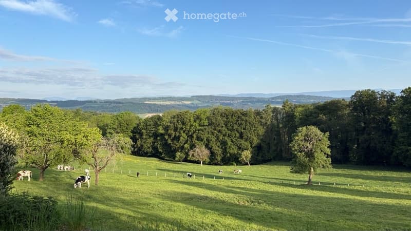 A peaceful countryside scene with a lush green field, scattered trees, and cows grazing under a clear blue sky.