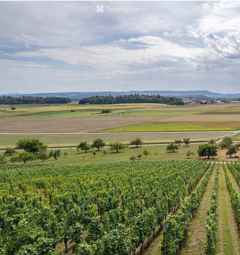 A panoramic view of a vineyard with rows of grapevines, surrounded by open fields, trees, and distant hills under a partly cloudy sky.