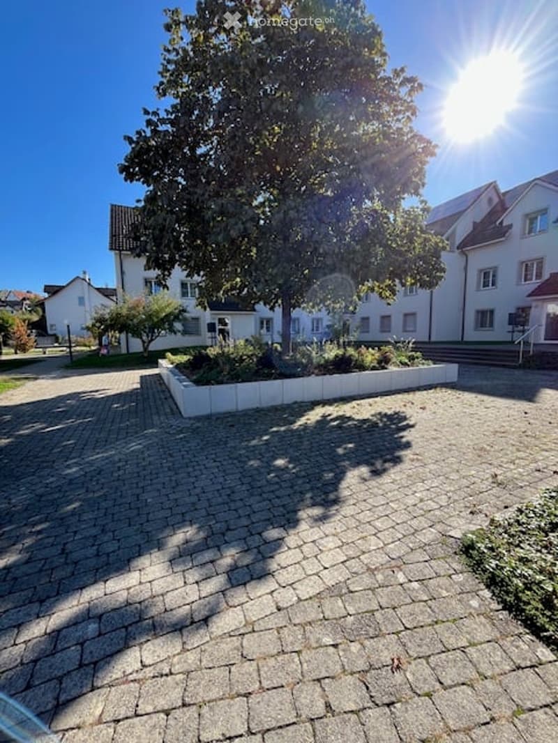 A paved outdoor area with a large tree, low garden bed, and surrounding buildings.
