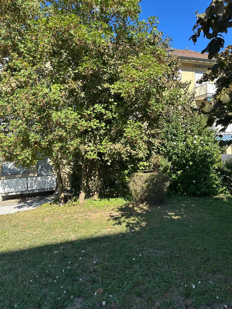Lush garden with a large tree, grass, and small white flowers scattered across the lawn. A house is partially visible behind the foliage.