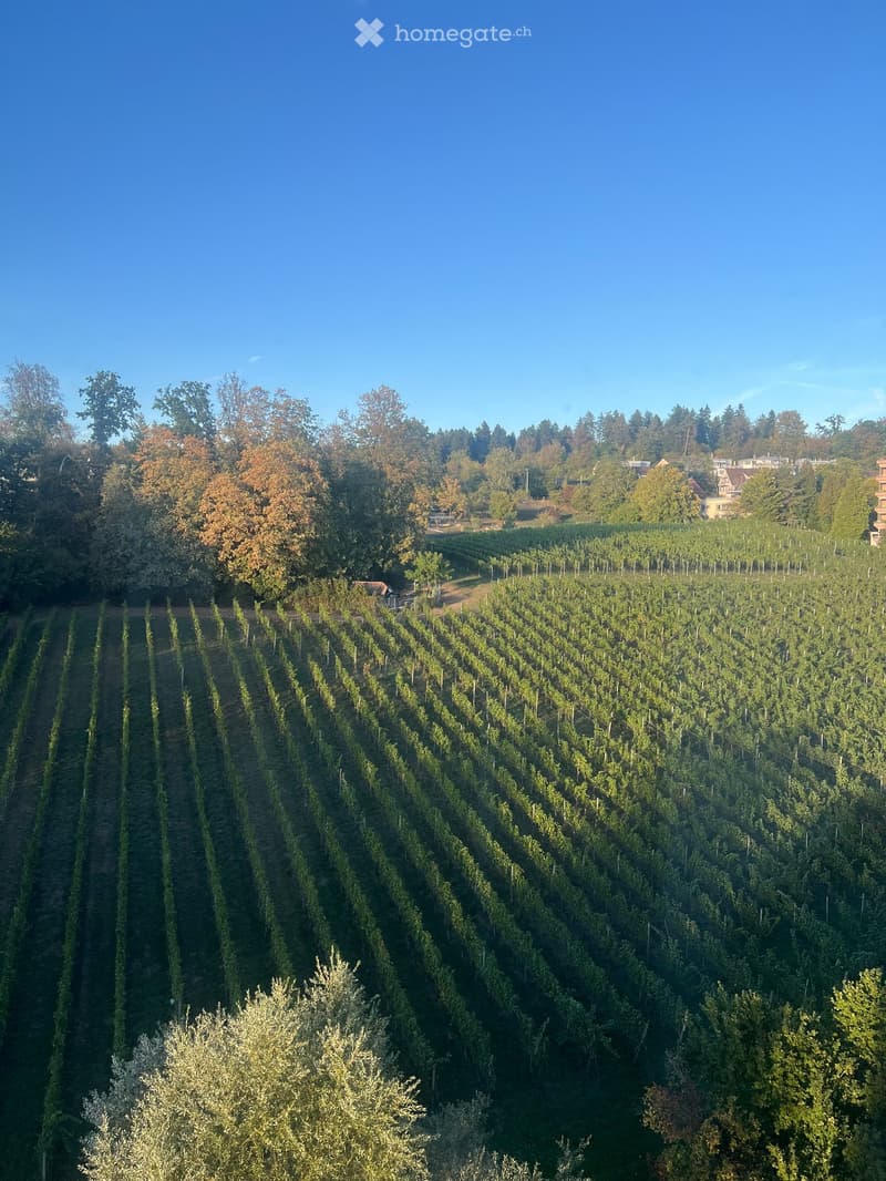 A vineyard with rows of grapevines, surrounded by trees and distant houses under a clear blue sky.