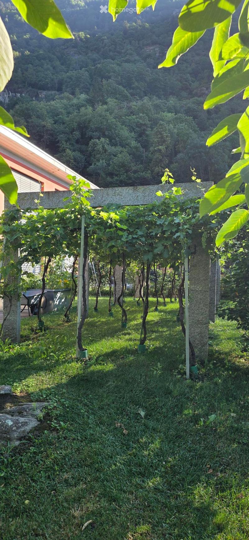 A lush garden area with rows of grapevines supported by wooden stakes, surrounded by green grass and trees, with a modern building partially visible in the background.