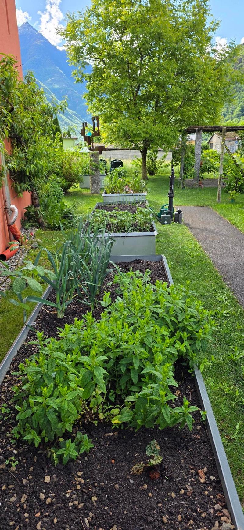 A well-maintained garden with raised beds filled with herbs and vegetables, surrounded by trees and a pathway, with a scenic mountain view in the background.