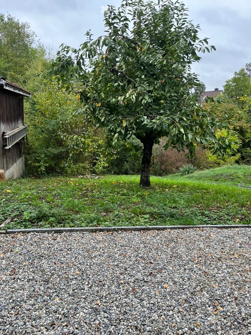 Garden area with gravel surface, large tree, wooden shed, and surrounding greenery.