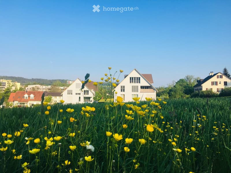 A field of tall grass with yellow flowers in the foreground, with several residential houses visible in the background under a clear blue sky.