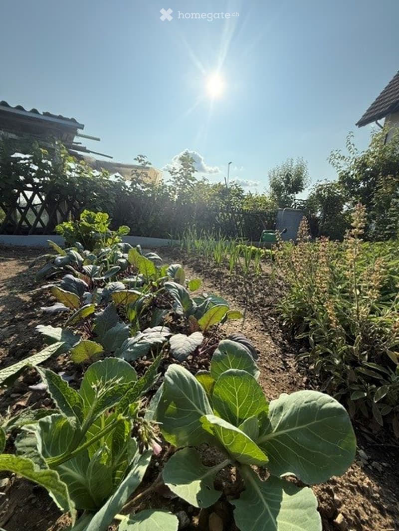 A sunny garden with rows of vegetables, including leafy greens and cabbages, surrounded by a wooden fence and trees.