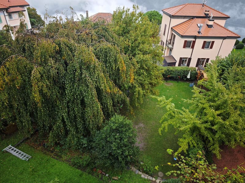 A lush garden with a large weeping willow tree, neatly trimmed hedges, and a small playground area with a swing set. The garden is bordered by a stone pathway and is partially shaded by the tree.