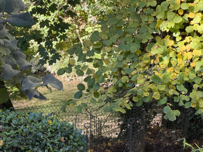 A lush garden area with a metal fence, dense foliage, and a variety of green and yellow leaves, creating a serene and natural setting.