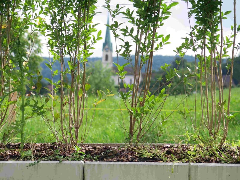 A garden area with young plants in a raised bed, with a distant view of a church spire and green landscape.