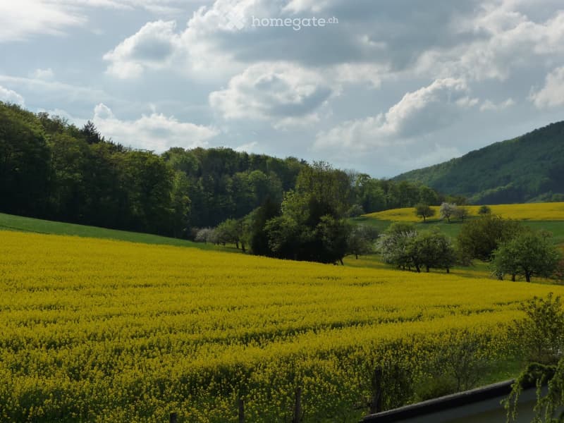A vibrant yellow field of rapeseed flowers stretches across the landscape, bordered by trees and rolling hills under a partly cloudy sky.
