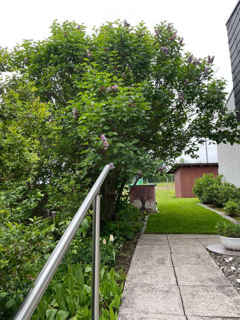 Garden with a concrete pathway, lush greenery, a small shed, and a decorative tree planter.