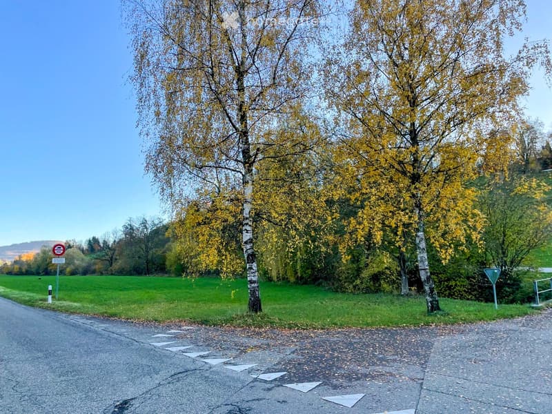 Road intersection with tall trees, yellow leaves, grass field, clear blue sky, small sign post