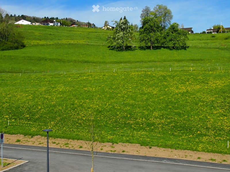 A green, grassy field dotted with yellow flowers, surrounded by trees and a few houses in the background. A road runs alongside the field, with a streetlight visible.