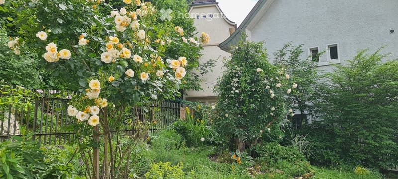 Garden with a variety of flowering plants, including roses and shrubs, surrounded by a white house with multiple windows and a small decorative roof section.