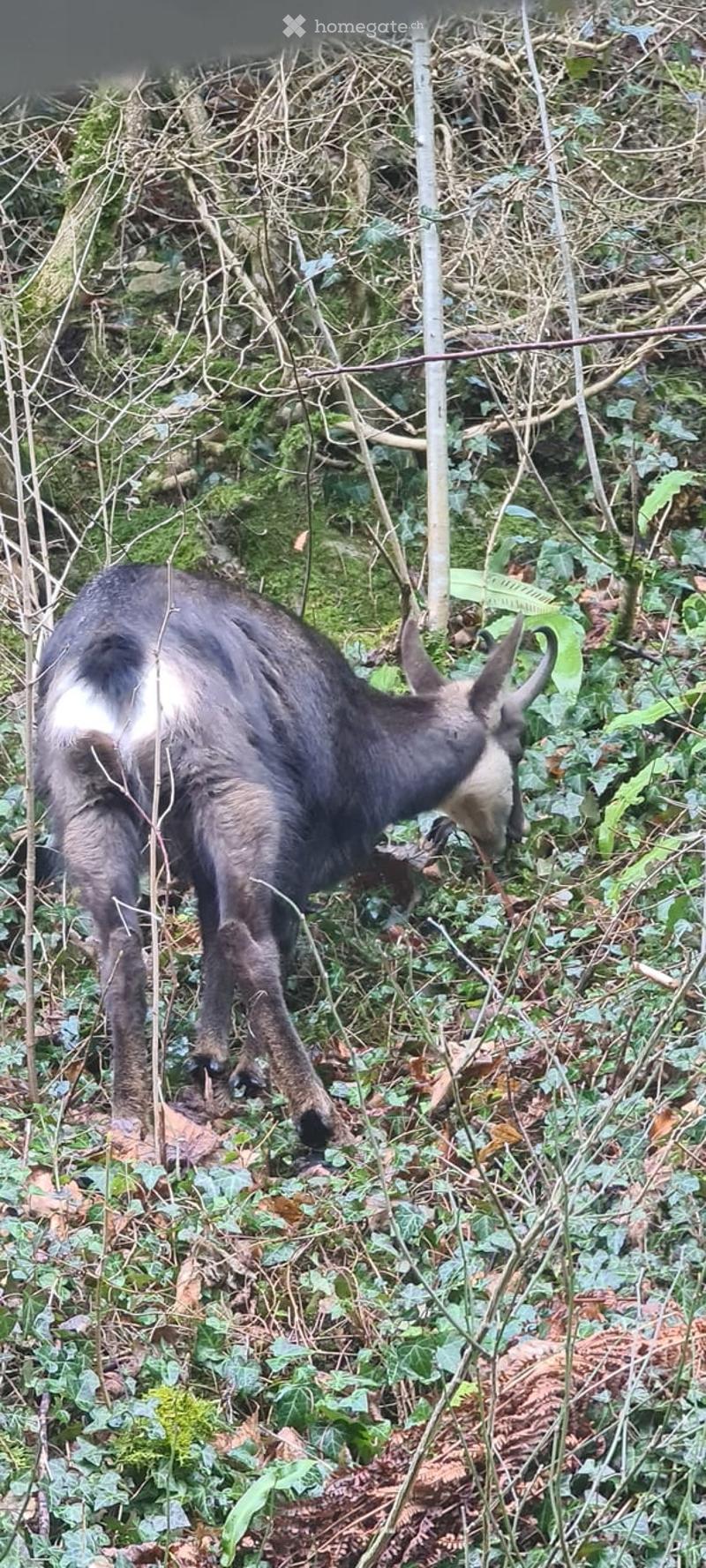 A small goat is grazing in a dense, leafy garden area with various plants and ground cover.