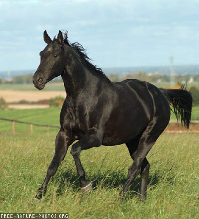 A black horse is running in the field under the blue sky