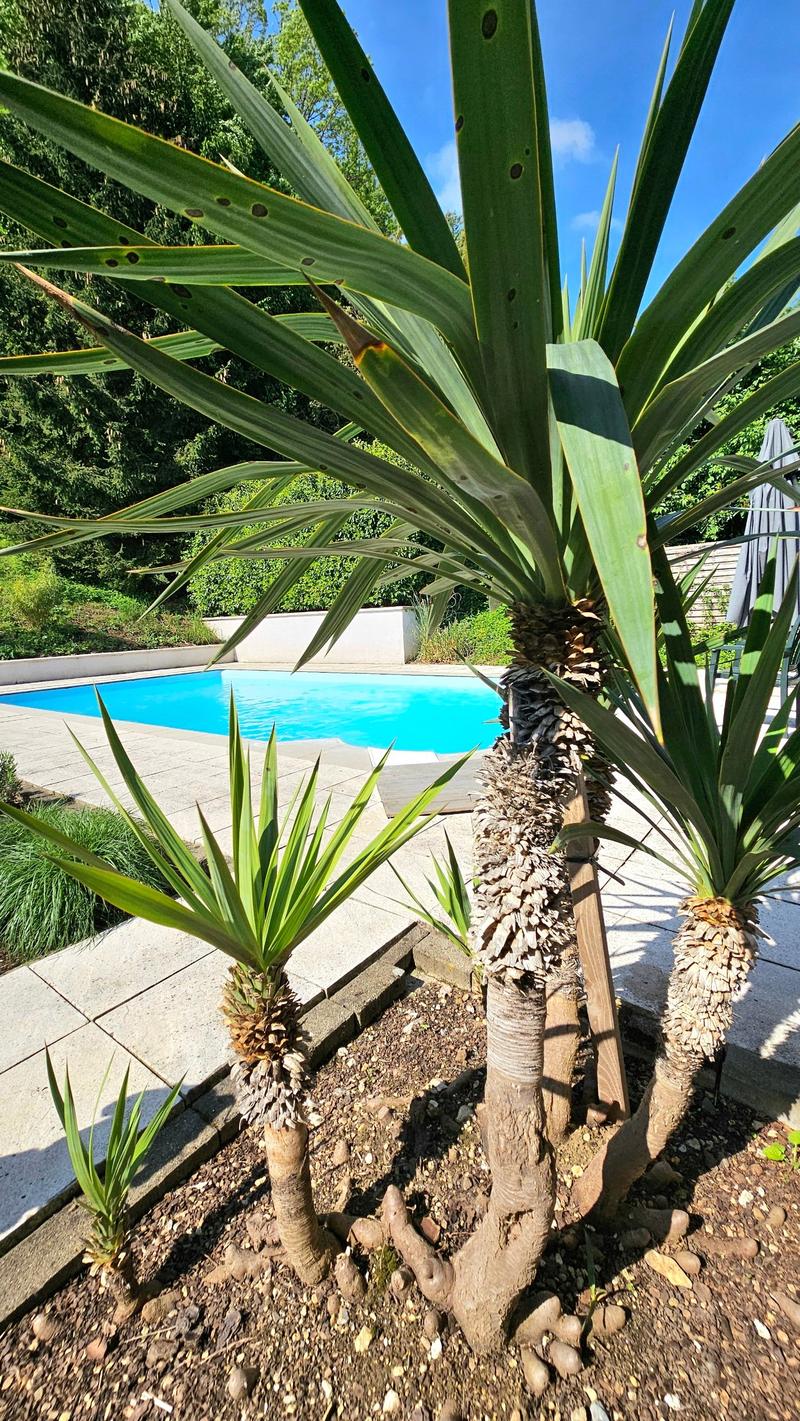 The image shows a lush, tropical-looking outdoor area with a swimming pool. There are several large, green palm-like plants with long, spiky leaves surrounding the pool. The plants appear to be yucca or agave plants. The pool is a bright blue color and is
