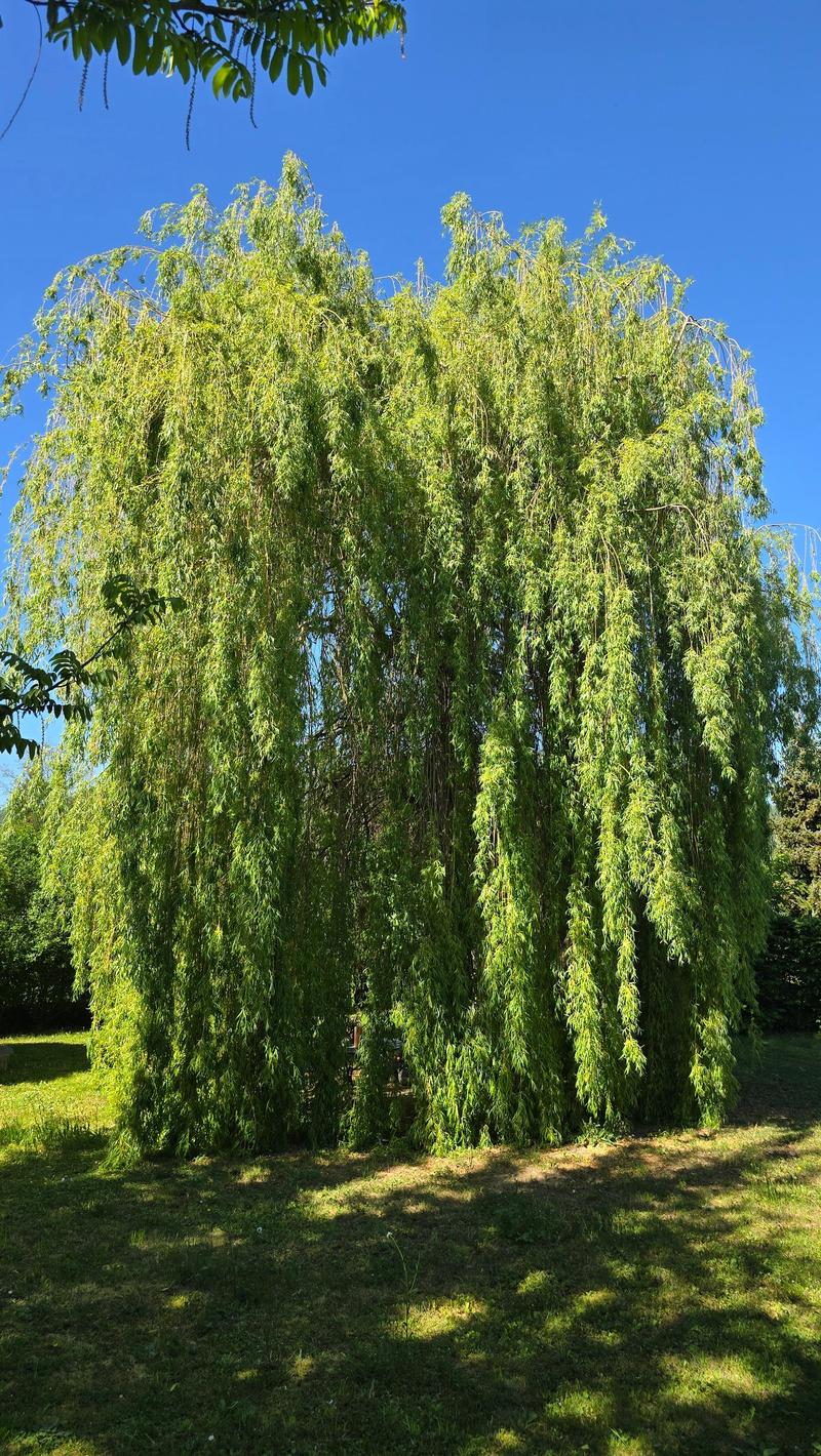 Garten3