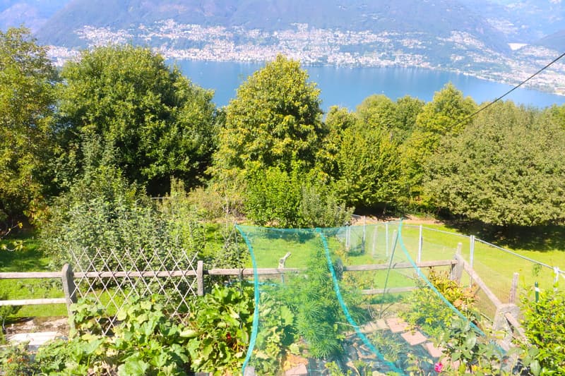 garden with vegetable plants, wooden fence, lake and city in the background