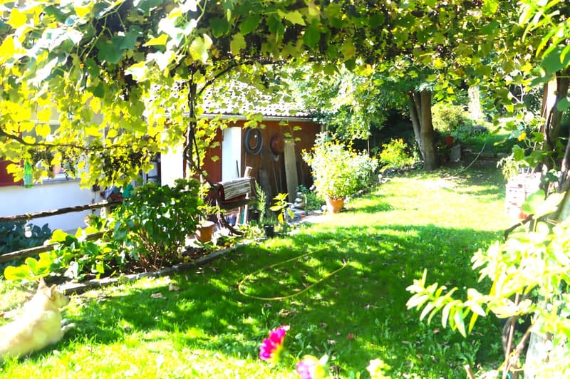 green lawn, trees, plants, wooden fence, shed, dog
