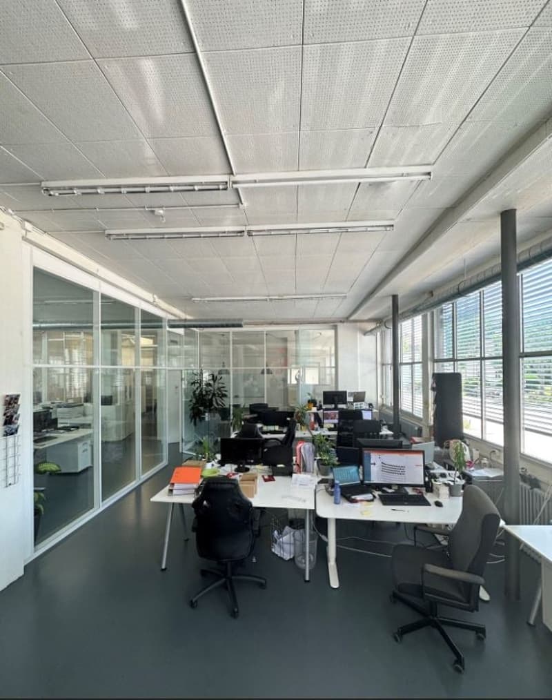 A large office with white desks and black office chairs, white ceiling and floors, tall glass windows with blinds, and a large potted plant.
