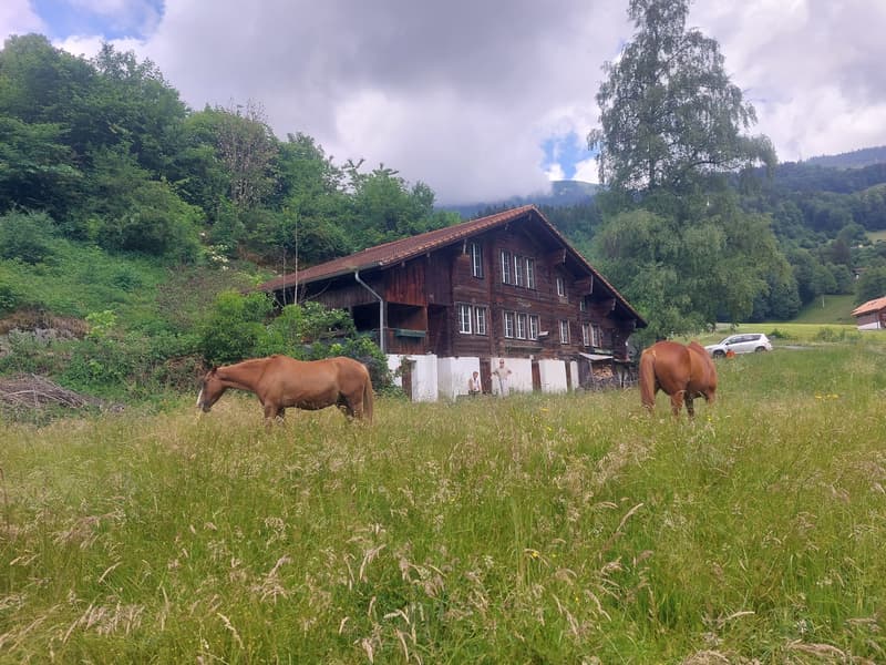 2½ ZI-WOHNUNG IN HASLIBERG HOHFLUH (BE), MÖBLIERT, TEMPORÄR (1)