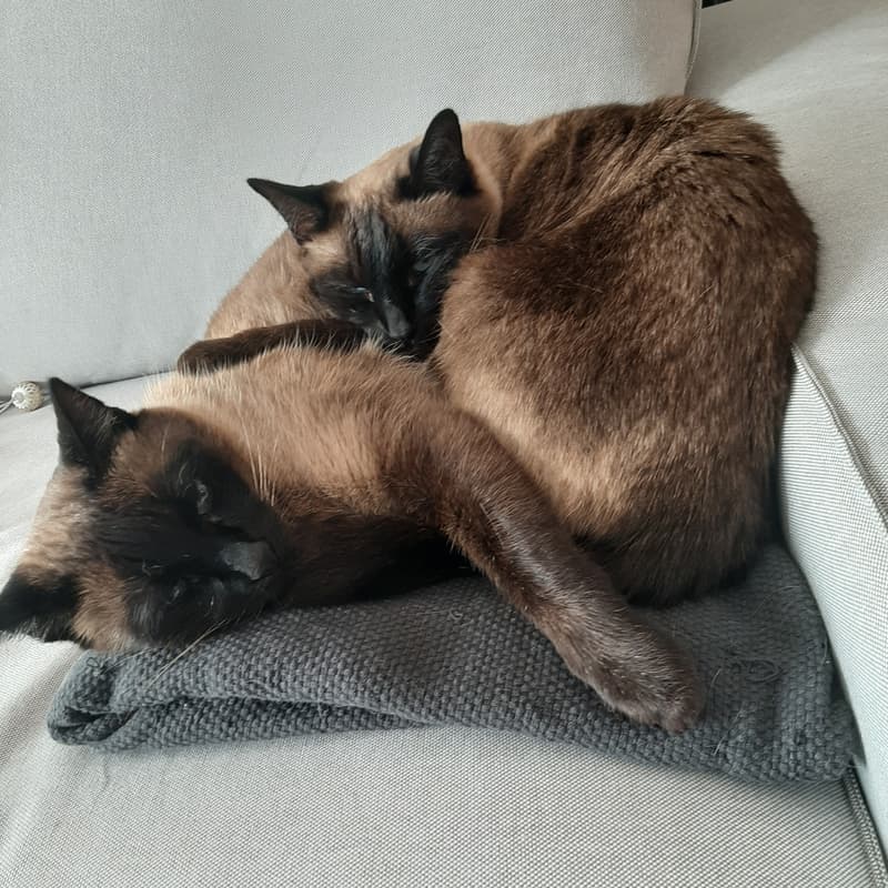 3½ ZI-WOHNUNG IN WABERN (BE), MÖBLIERT, TEMPORÄR (8)