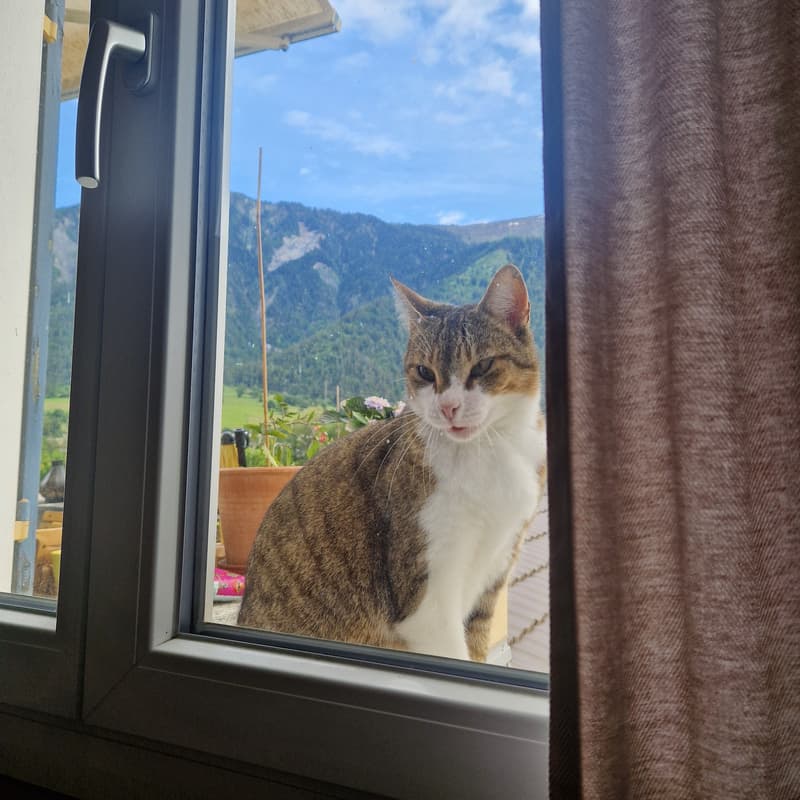 FÜR KATZENLIEBHABER IN FELSBERG (GR), MÖBLIERT, TEMPORÄR (4)