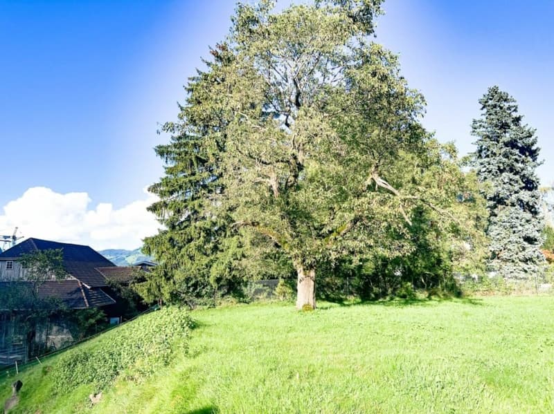 Pferdeparadiesli im Simmental - Berner Oberland (34)