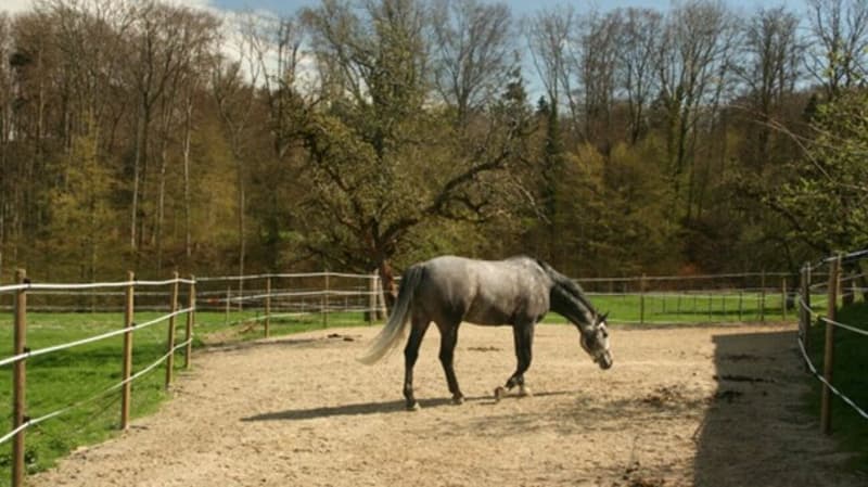 Reitsportimmobilie mit Wohnung/Einzelzimmer und Reitalle (4)