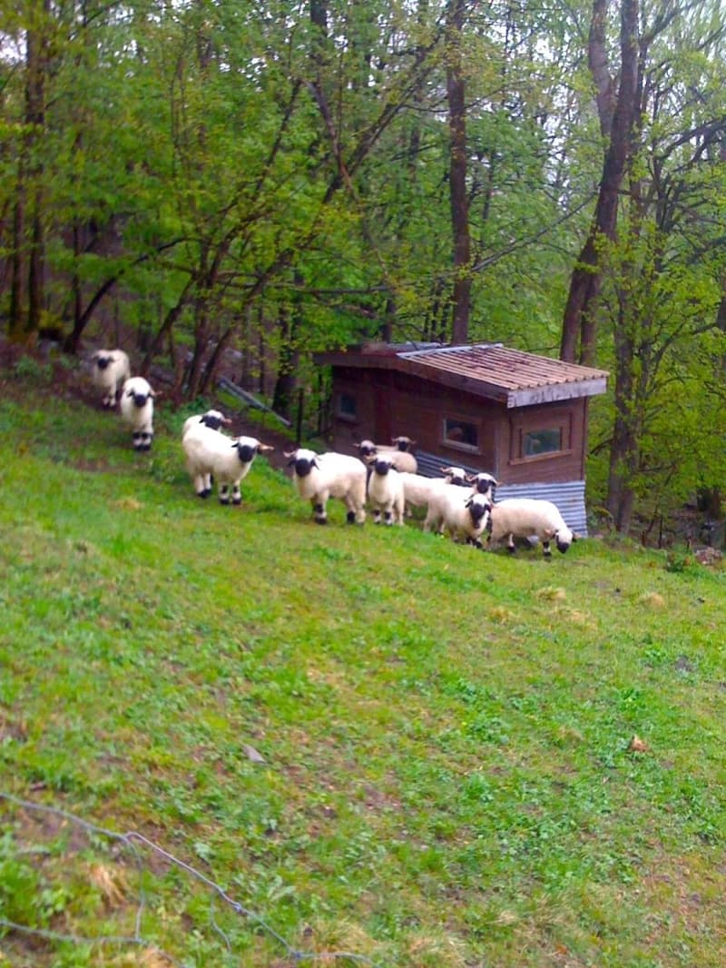 Gemütliches Maiensäss in Waldlichtung (11)