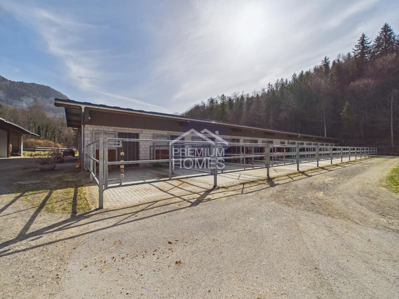 Reitsport auf höchstem Niveau - Ein Paradies für Pferd und Reiter! (9)