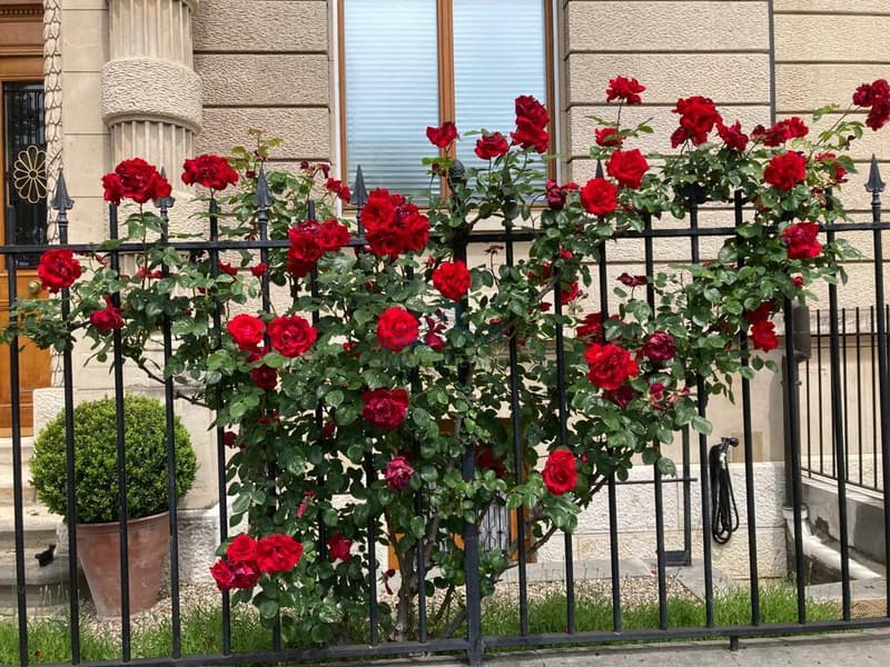 Eingangsbereich  / Front garden with roses