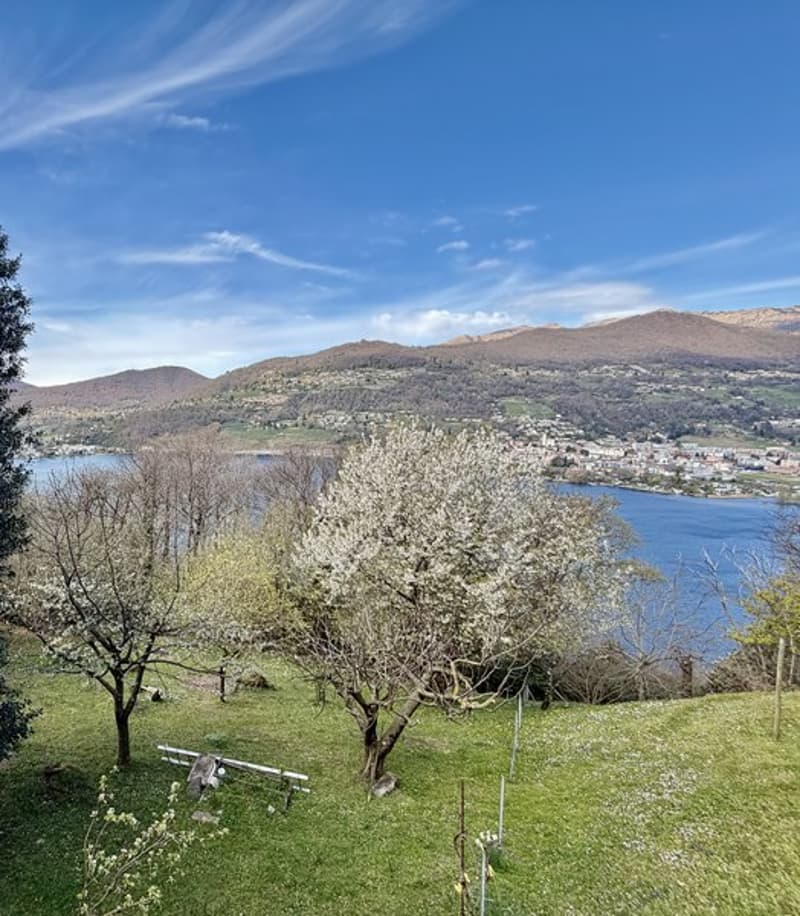 hillside garden with trees, lake, mountains, bench