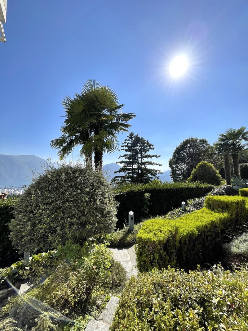 A garden with a variety of plants, including palm trees, hedges, and shrubs, under a clear blue sky with mountains in the distance.