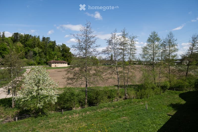 A view of a grassy field with a small building in the distance, surrounded by trees and bushes, with a clear blue sky and some clouds.