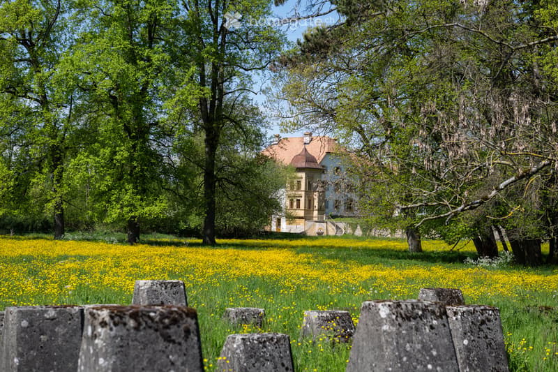 large field of yellow flowers, large trees, large house in the background
